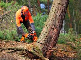 Trusted Lakes Of The Four Seasons, IN Tree Removal Services Experts