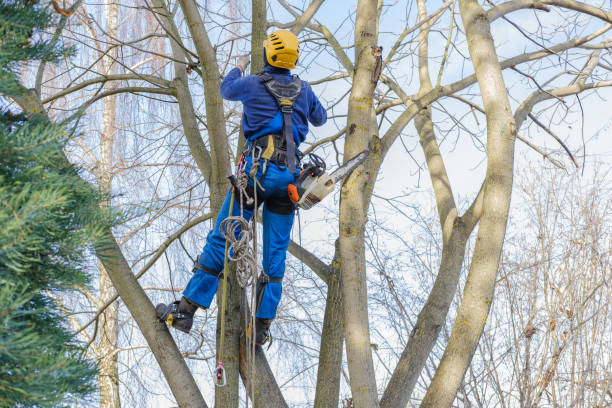 Best Tree Risk Assessment  in Lakes Of The Four Seasons, IN