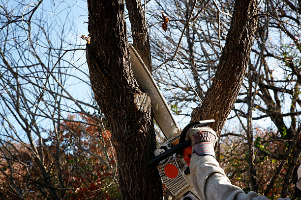 How Our Tree Care Process Works  in  Lakes Of The Four Seasons, IN