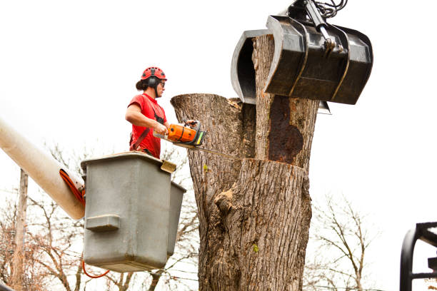 Best Emergency Tree Removal  in Lakes Of The Four Seasons, IN